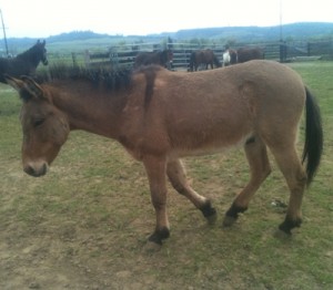 horse shelter