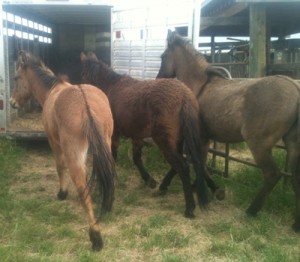 horse shelter