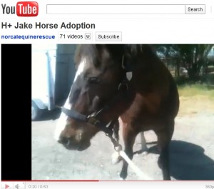 horse shelter