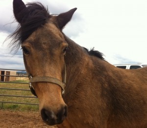 horse shelter