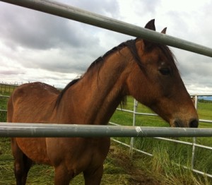 horse shelter