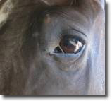horse shelter