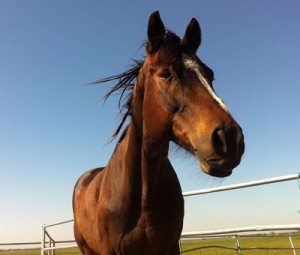 horse shelter