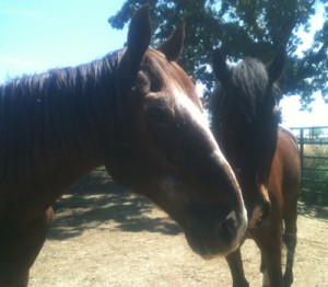 horse shelter