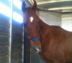 horse shelter