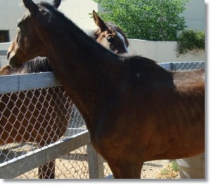 horse shelter