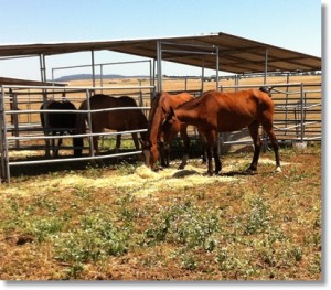 horse shelter
