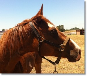 horse shelter