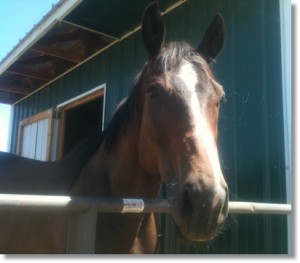 horse shelter
