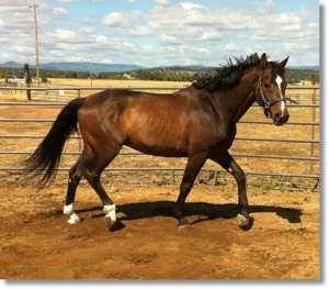 horse shelter