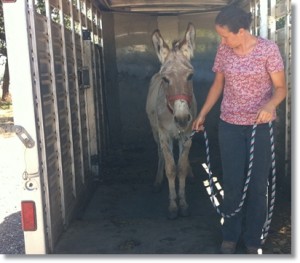 horse shelter