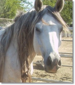 horse shelter