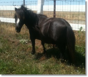 horse shelter