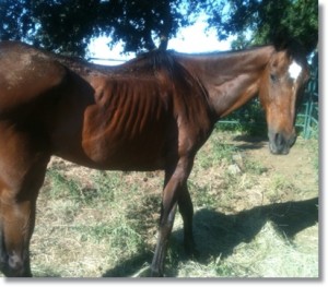 horse shelter