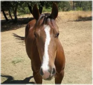 horse shelter