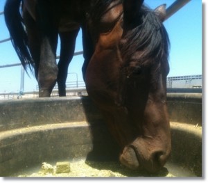 horse shelter