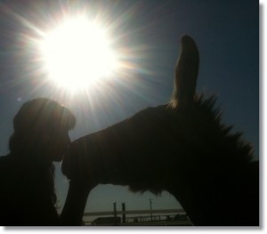 horse shelter