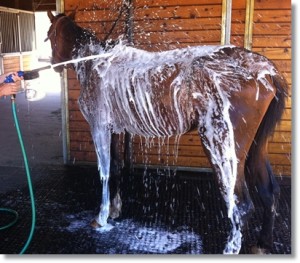 horse shelter