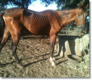 horse shelter