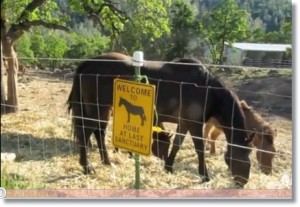 horse shelter
