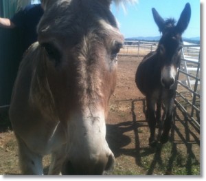 horse shelter