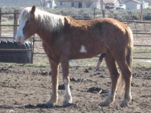 horse shelter