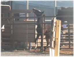 horse shelter