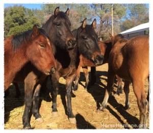 horse shelter