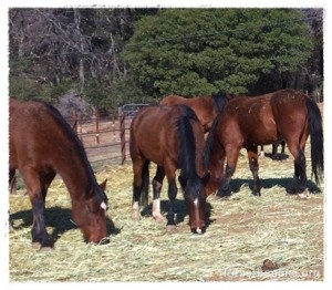 horse rescue