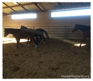 horse shelter