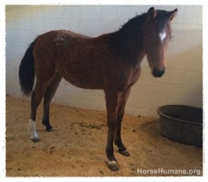 horse shelter
