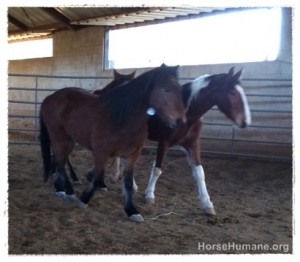 horse shelter