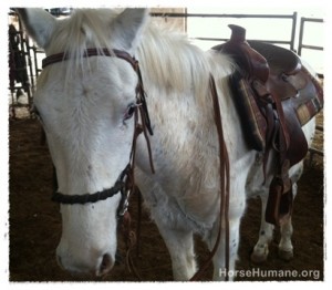 horse shelter