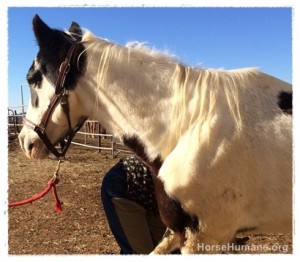 horse shelter