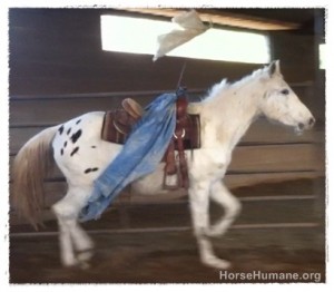 horse rescue