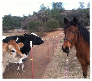 horse shelter