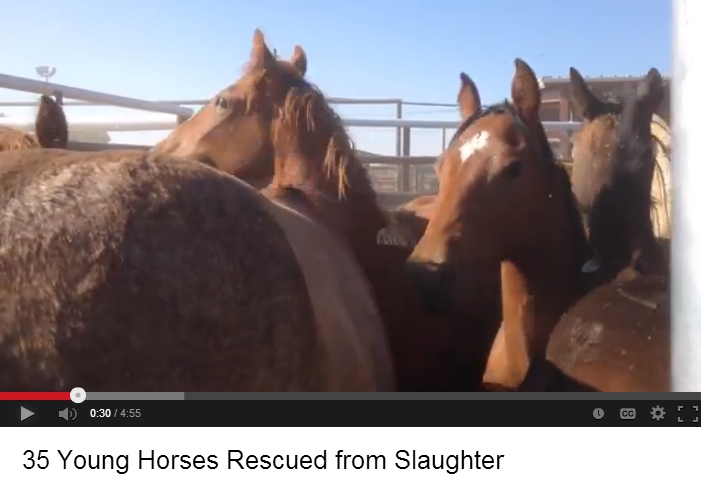 horse shelter