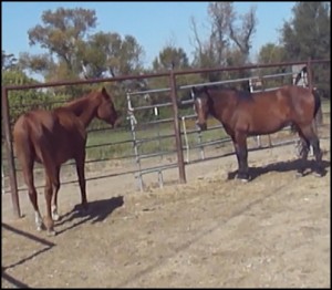horse rescue