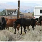 horse rescue