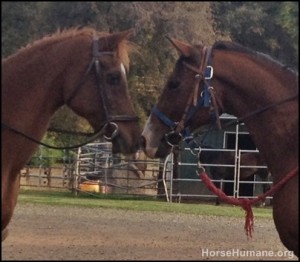 horse shelter
