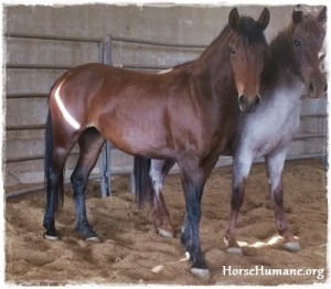 horse shelter