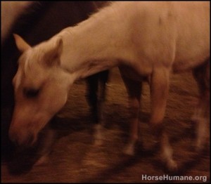 horse rescue