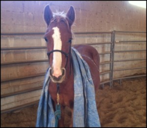 horse adoption