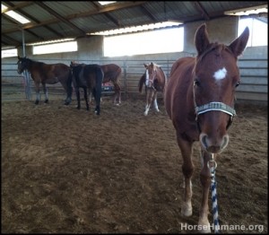 horse shelter