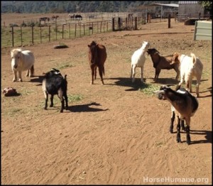 horse shelter