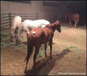 horse rescue