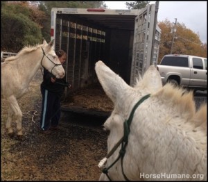 horse shelter