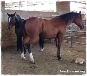 horse rescue
