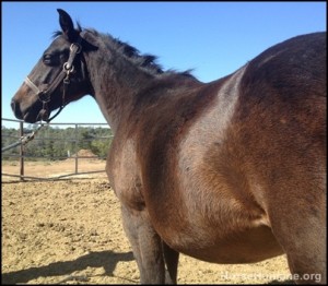 horse shelter
