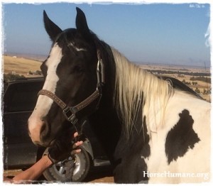 horse rescue